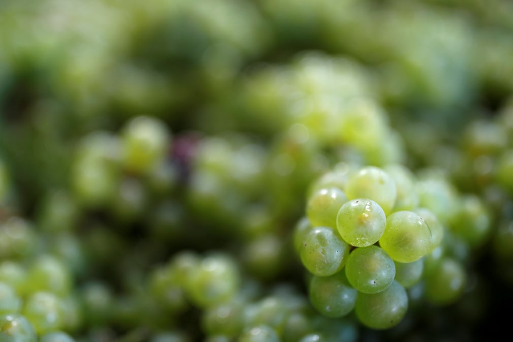 Champagne: sous pression avec le coronavirus, les producteurs sabrent la recolte