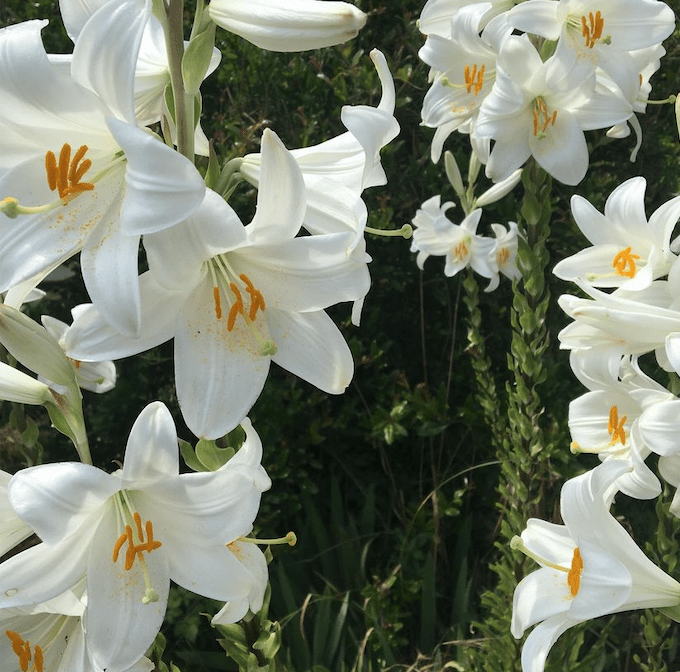 Fleurs d'Exception