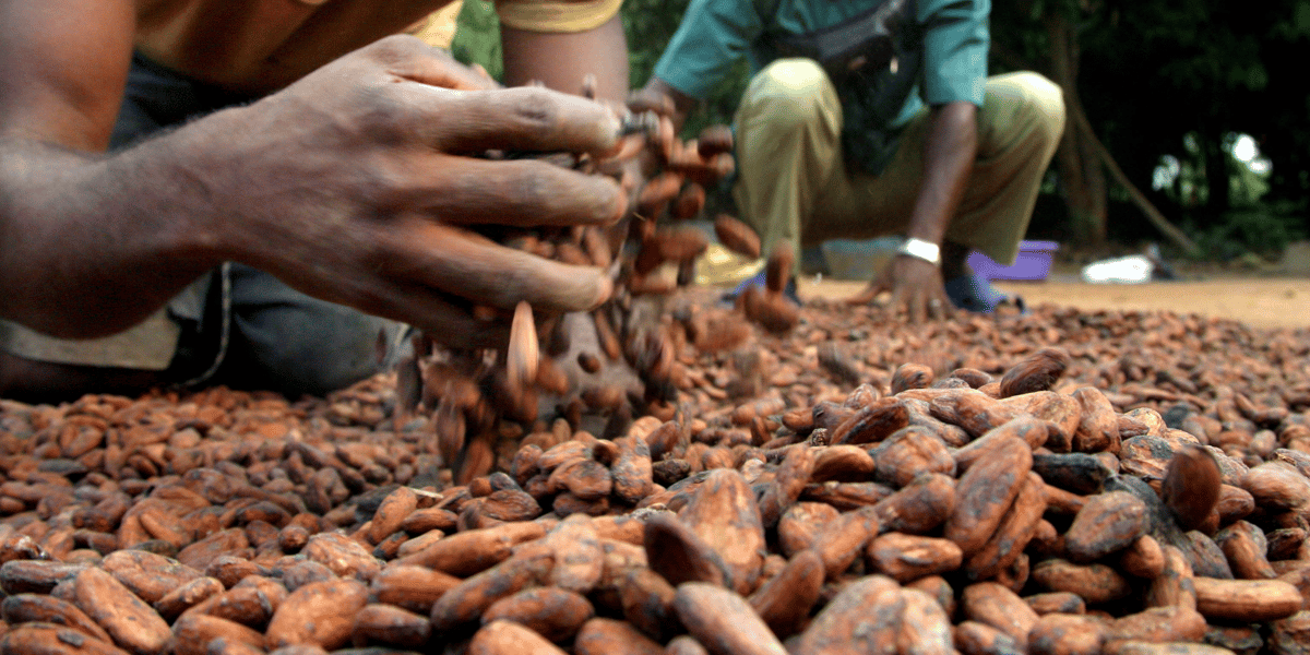 cacao