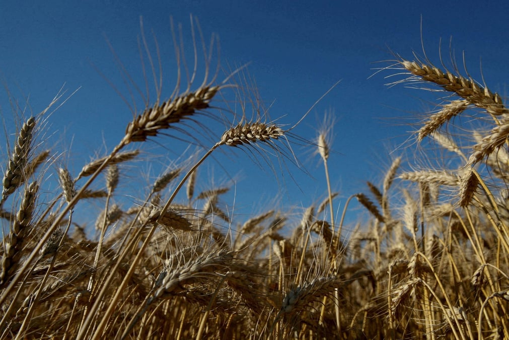 Ukraine: la banque genetique nationale des plantes menacee par les combats