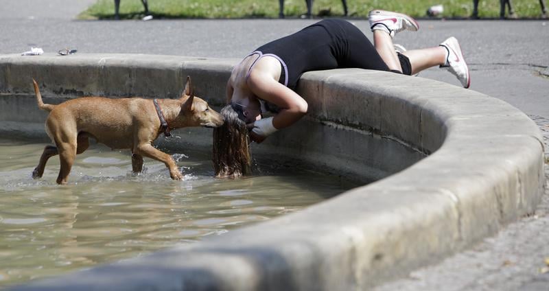 Un élu prône un statut juridique pour les animaux de compagnie