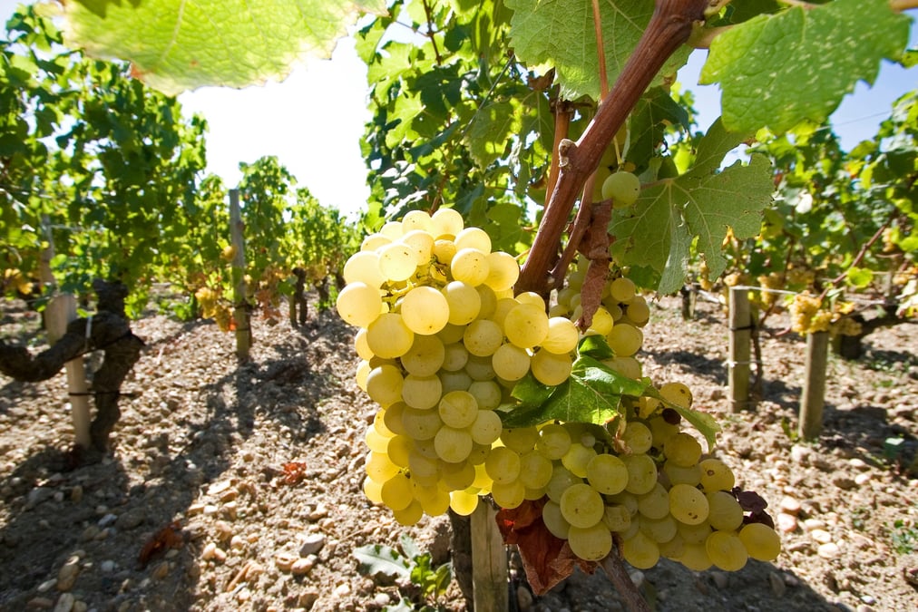 Raisins blancs dans le vignoble du chateau haut brion dans la region de bordeaux