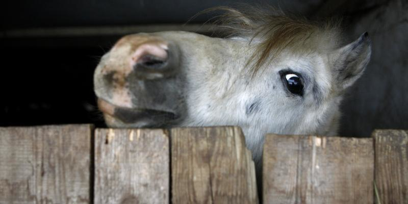 cheval