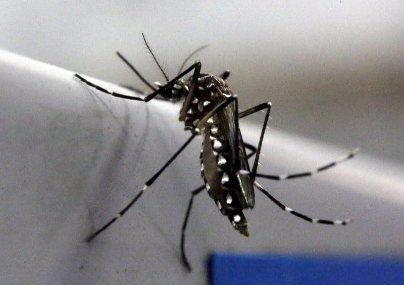 Un premier cas de virus zika aux etats-unis