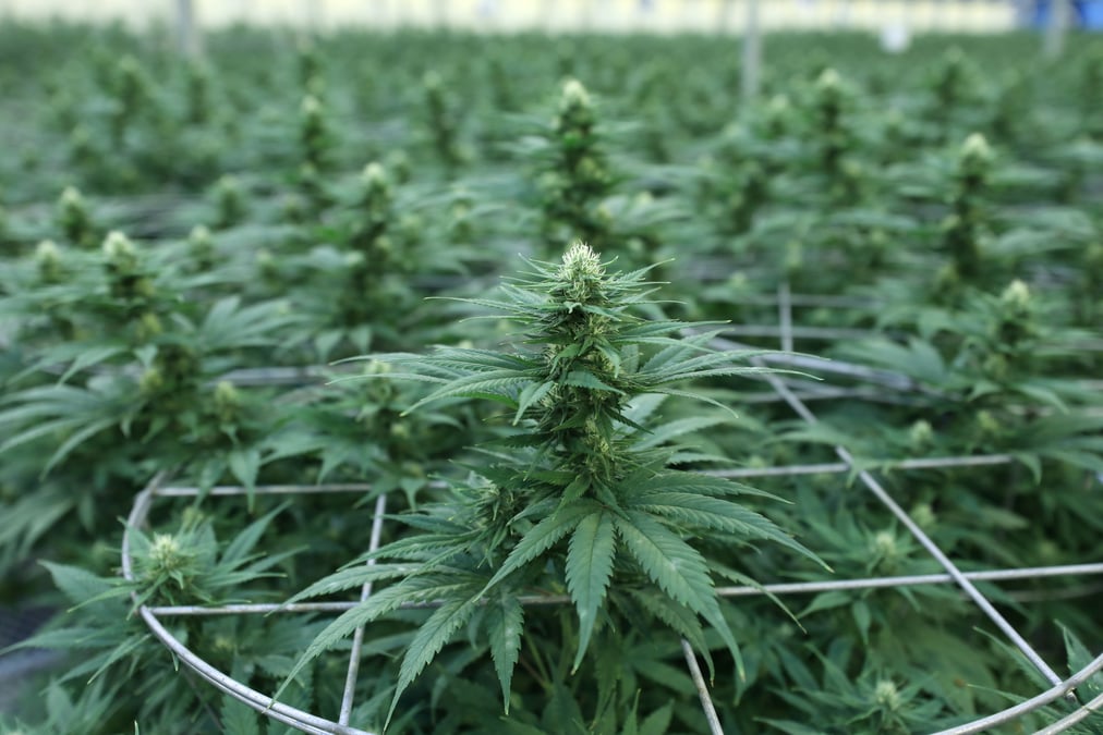 Le benefice d'aphria temoigne de l'engouement pour le cannabis