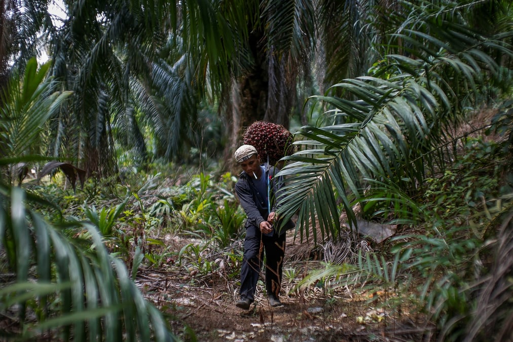 Huile de palme Indonésie