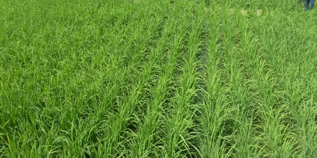 agriculture riz Ghana