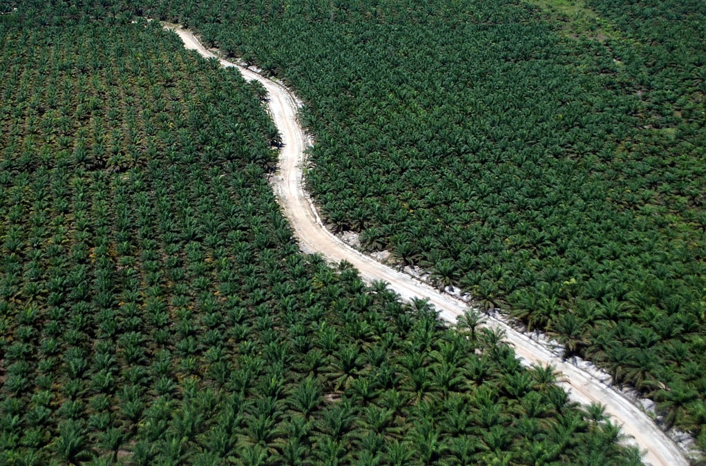 Nestle va surveiller du ciel les plantations d'huile de palme