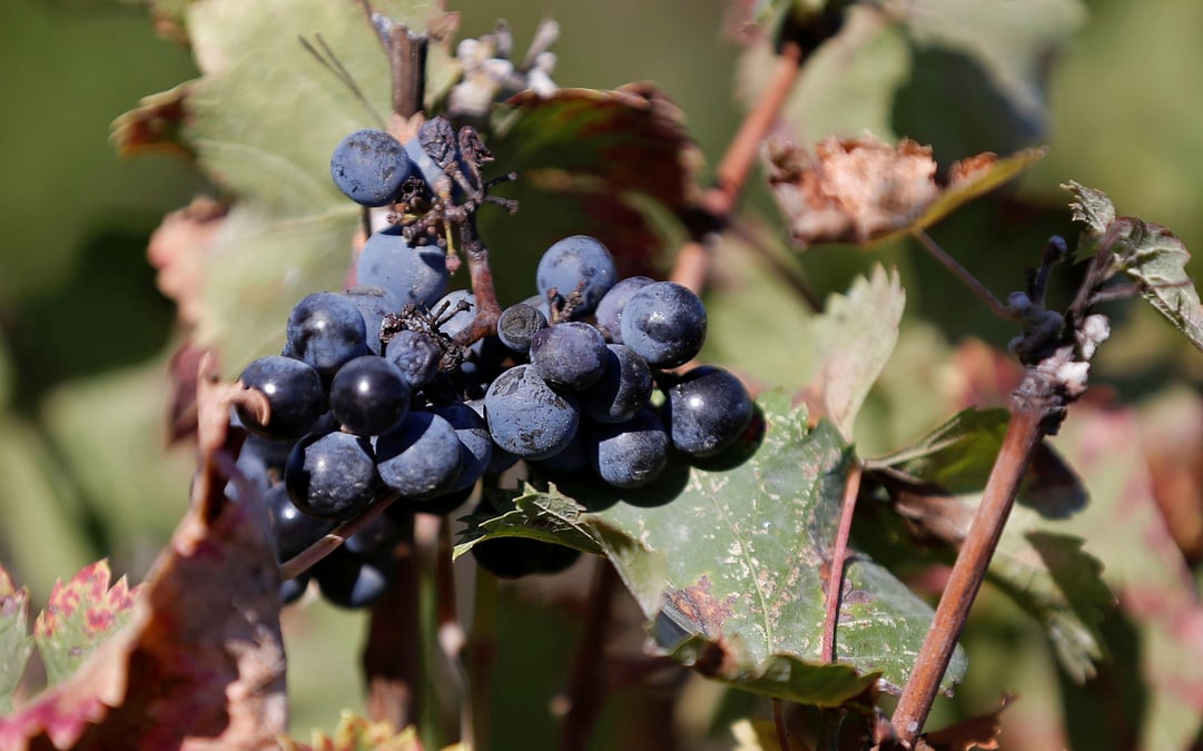 Le chasselas de moissac fait chanter ses vignes pour mieux les soigner