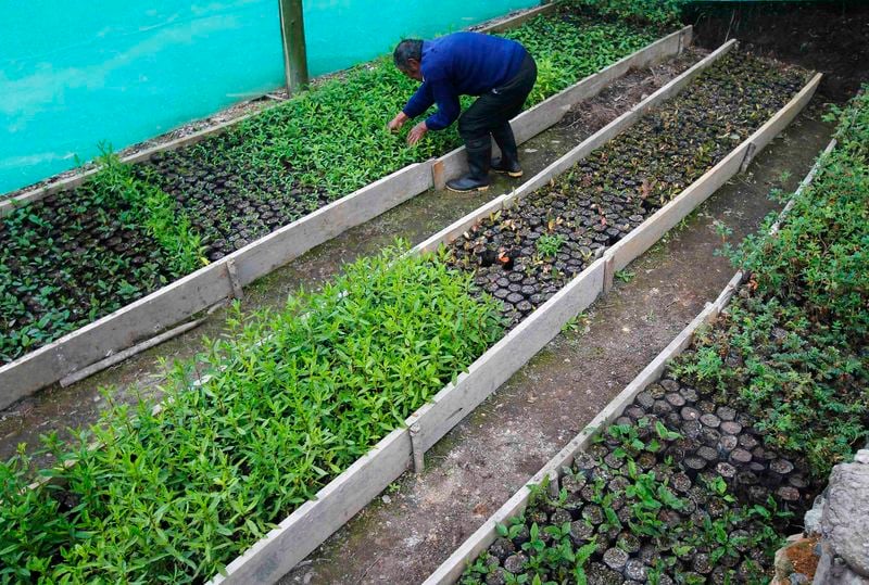 L'Amérique latine va replanter pour réduire ses émissions de CO2