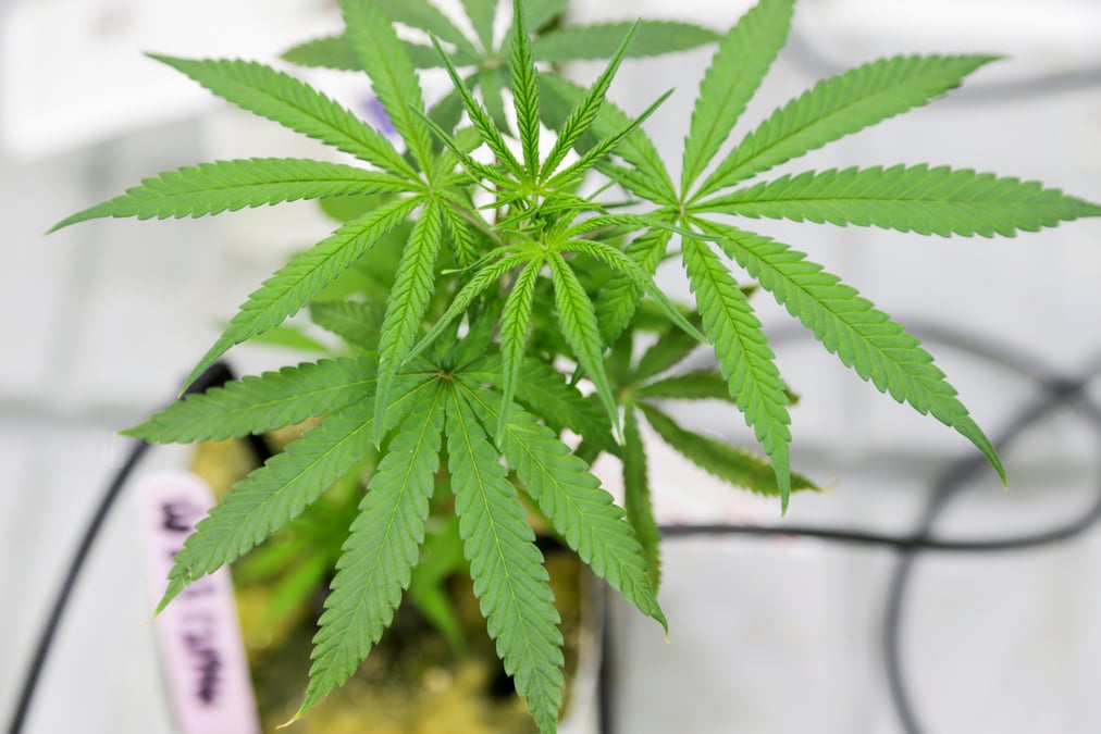 Villeurbanne lance une consultation publique sur le cannabis