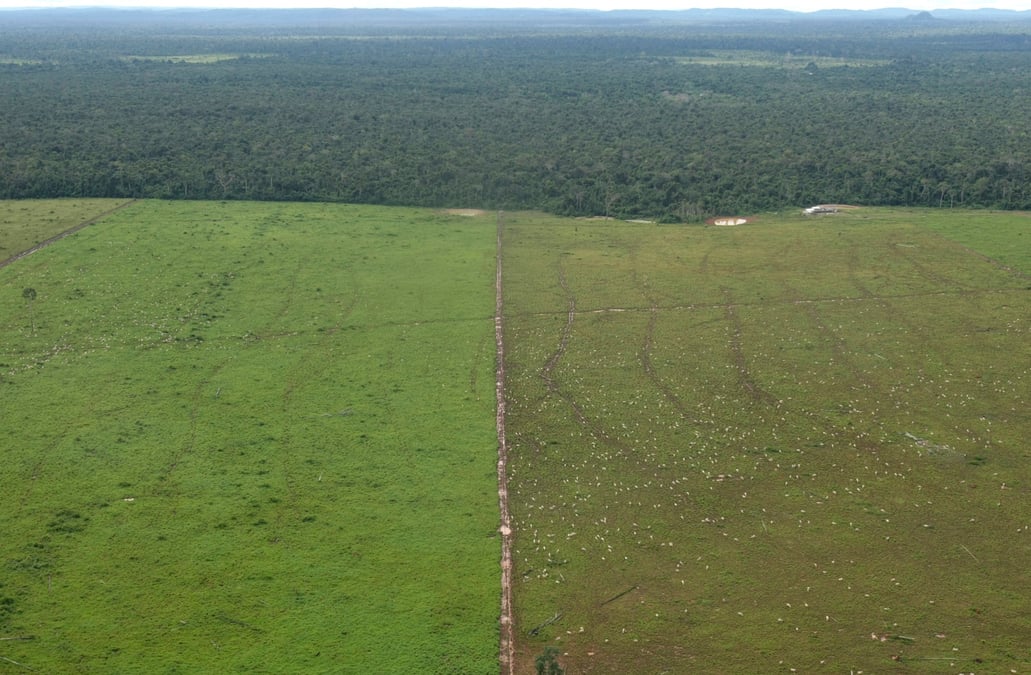 Bresil: la deforestation en amazonie atteint un record au premier semestre 2022