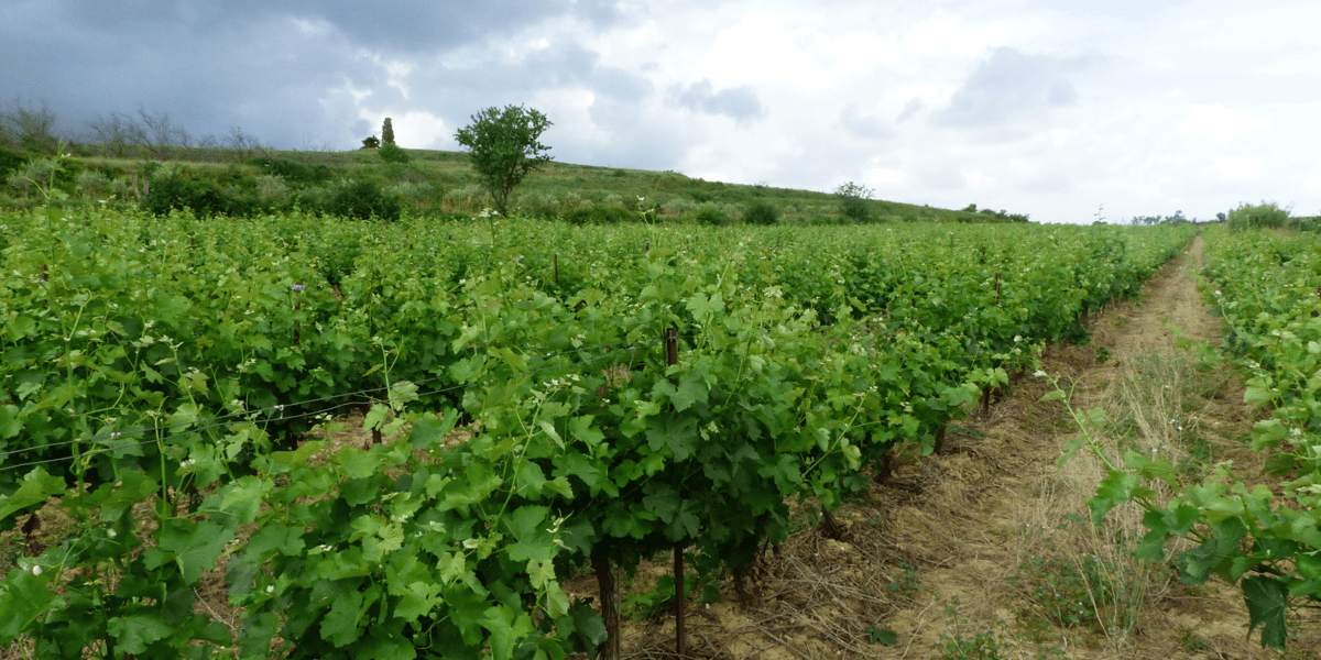 vignoble