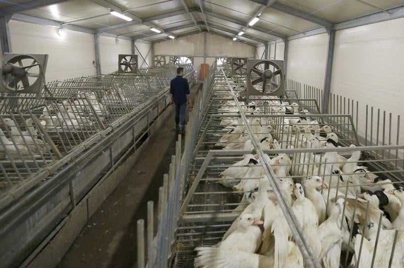 Fin de la zone de restriction face a la grippe aviaire