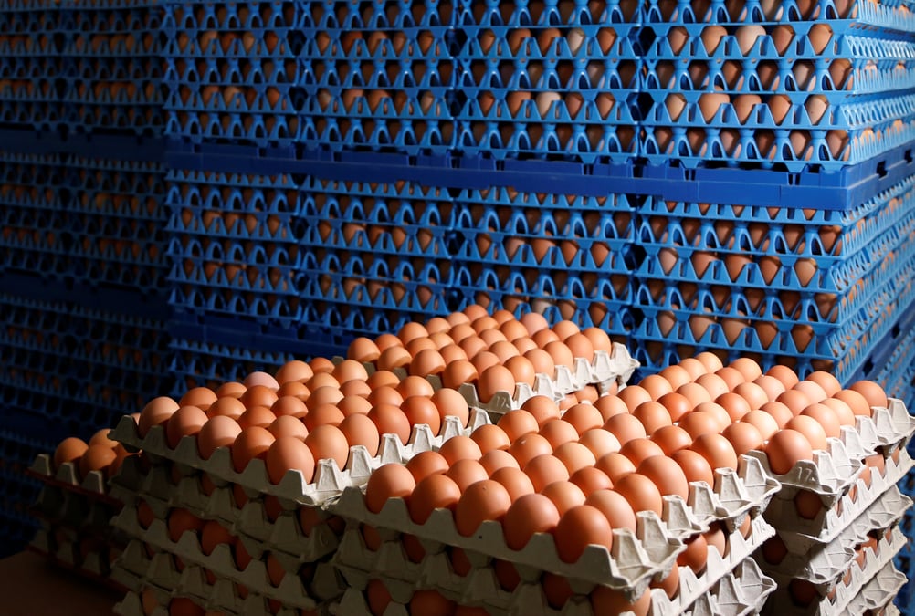 Des oeufs contamines retrouves dans cinq etablissements
