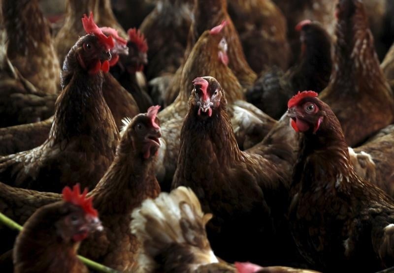 Huit pays suspendent leurs importations de volaille francaise