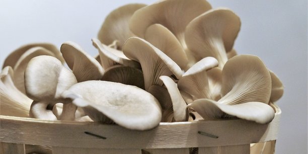 Champignons de Marseille