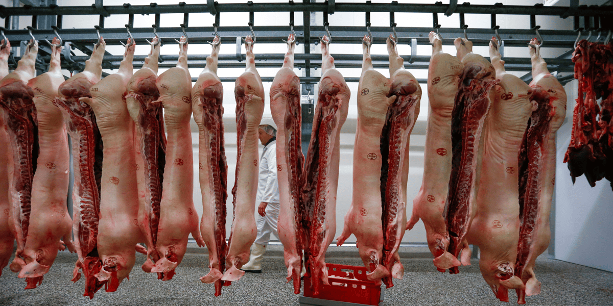 pigs, germany