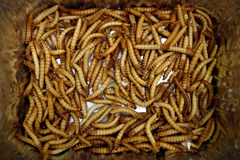 Le specialiste de la production d'insectes ynsect leve 224 millions de dollars
