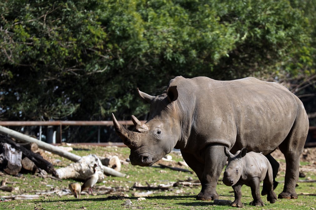 Saisie record de cornes de rhinoceros a hong kong