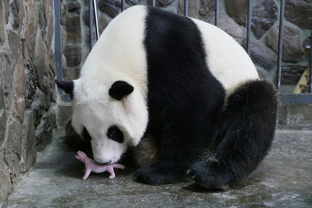 Naissance d'un panda geant en belgique