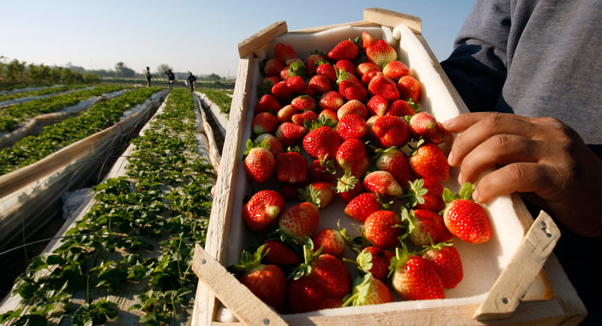 La cueillette des fraises va démarrer dans le sud de la France, et les exploitants agricoles manquent de main d'oeuvre.