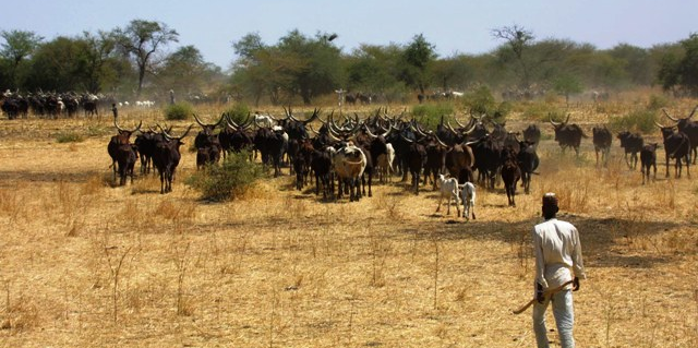 élevage Cameroun pastoralisme