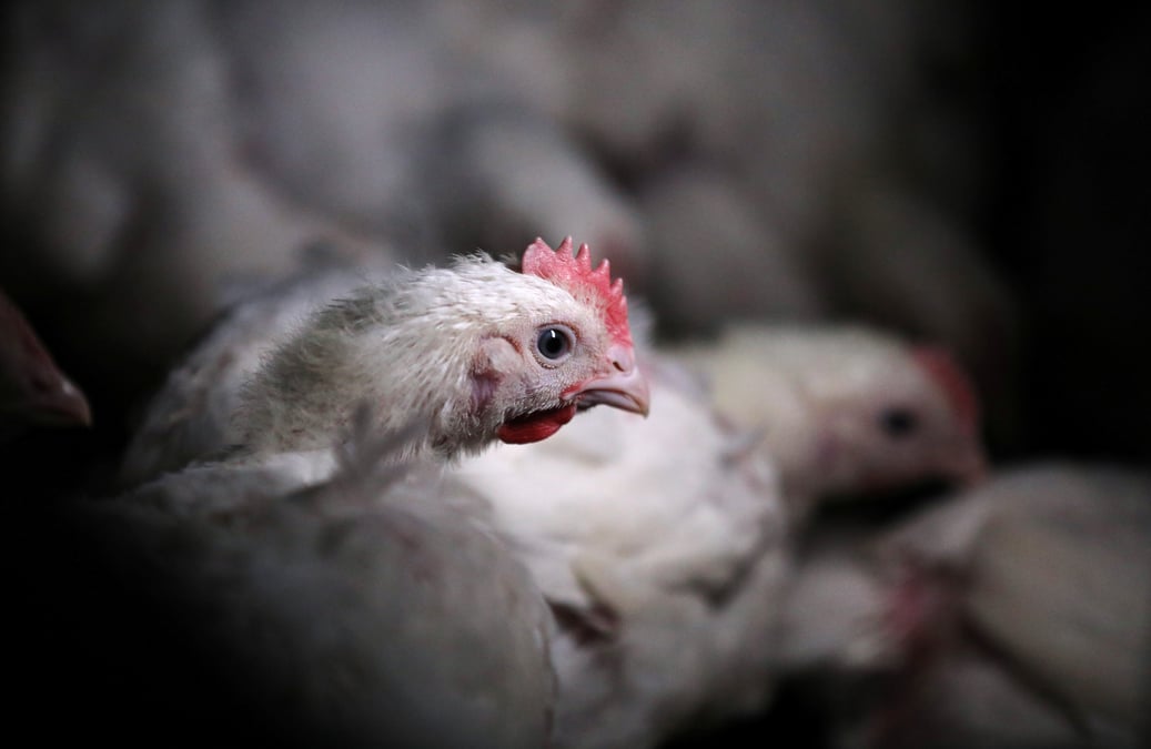 La chine leve le boycott de la volaille americaine