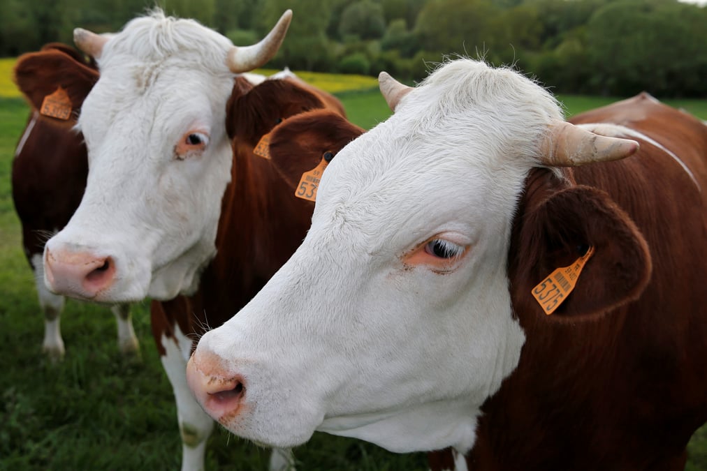 Ue: vers une reduction des antibiotiques dans l’elevage