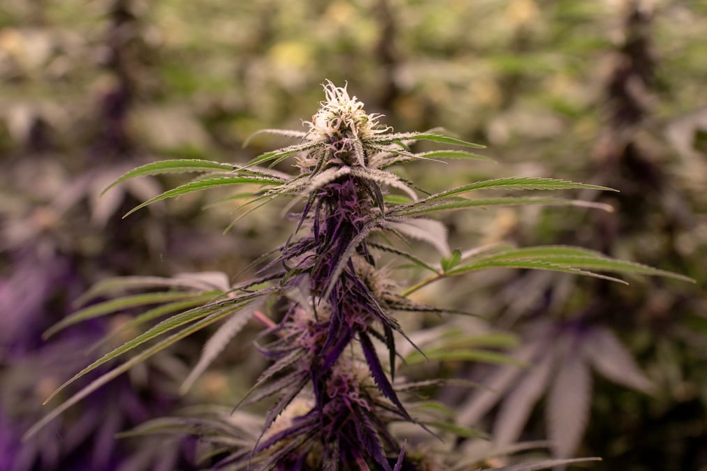 Plus de 7 tonnes de cannabis saisies par les autorites