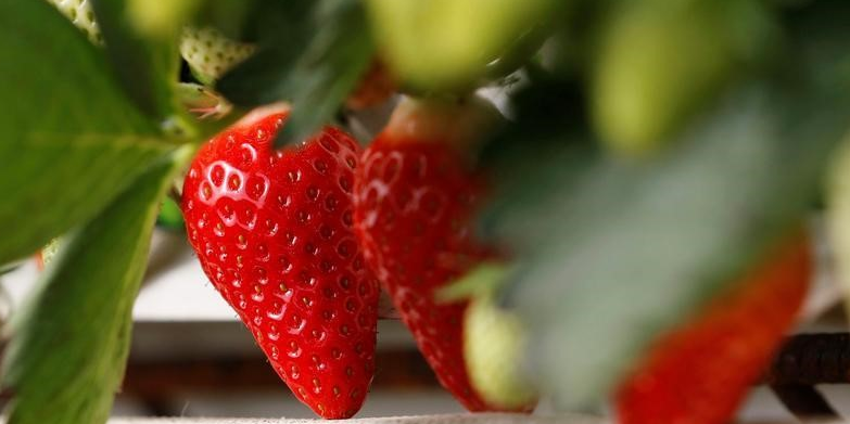 Des pesticides dans pres de trois quarts des fruits, selon un rapport