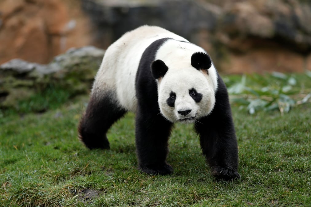France: naissance de deux pandas geants au zoo de beauval