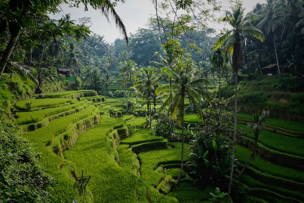 Rice field - Bali