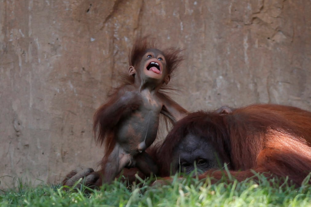 Orang-outan du Bornéo
