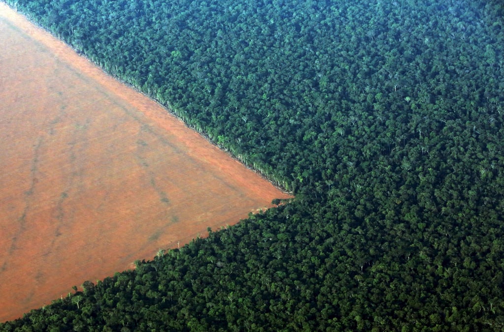 Déforestation, Amazonie,