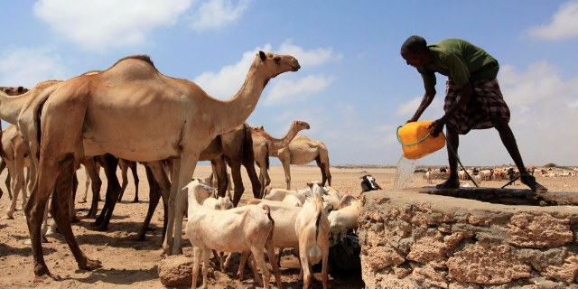 somalie elevage camelin caperin source eau