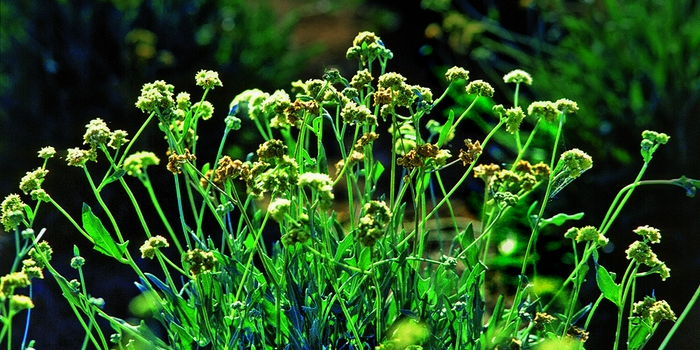A Montpellier, GuaTecs s’est spécialisée dans la production et la commercialisation de latex à partir de guayule, une plante originaire du Mexique et adaptée au climat méditerranéen, qui peut constituer une alternative intéressante à l’hévéa dans la fabrication de caoutchouc naturel.