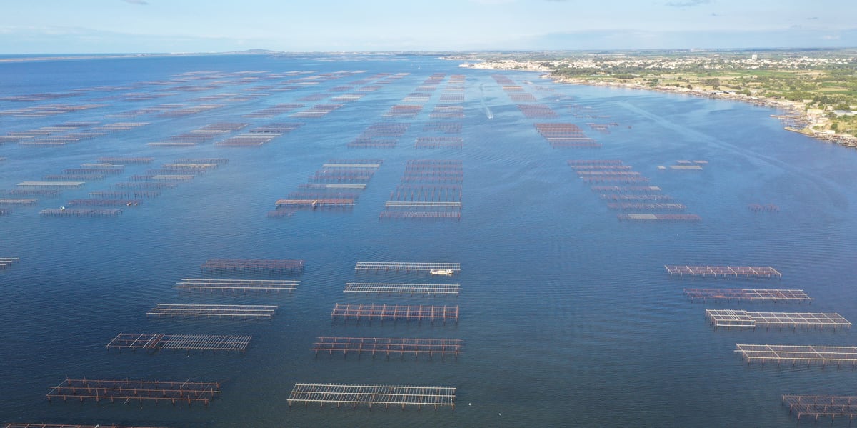 Dans l'Hérault au pied de Sète, l'étang de Thau Thau fournit près de 90 % de la production conchylicole méditerranéenne française et 10 % de la production nationale.