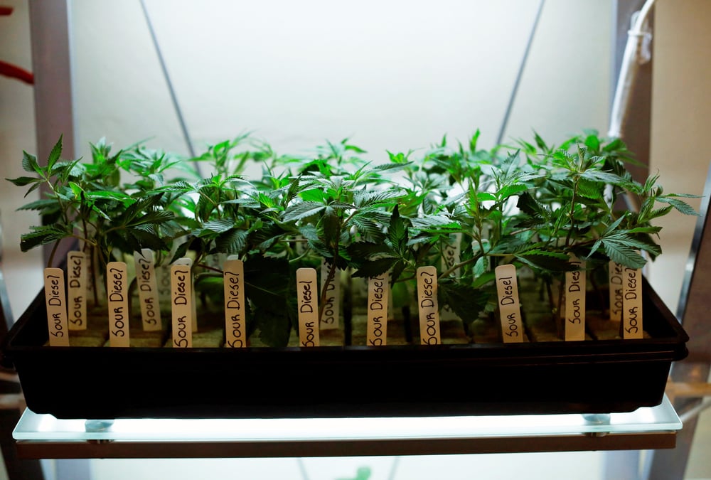 La californie a approuve l'usage recreatif de la marijuana