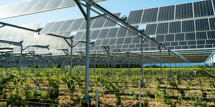 Agrivoltaïsme vignes