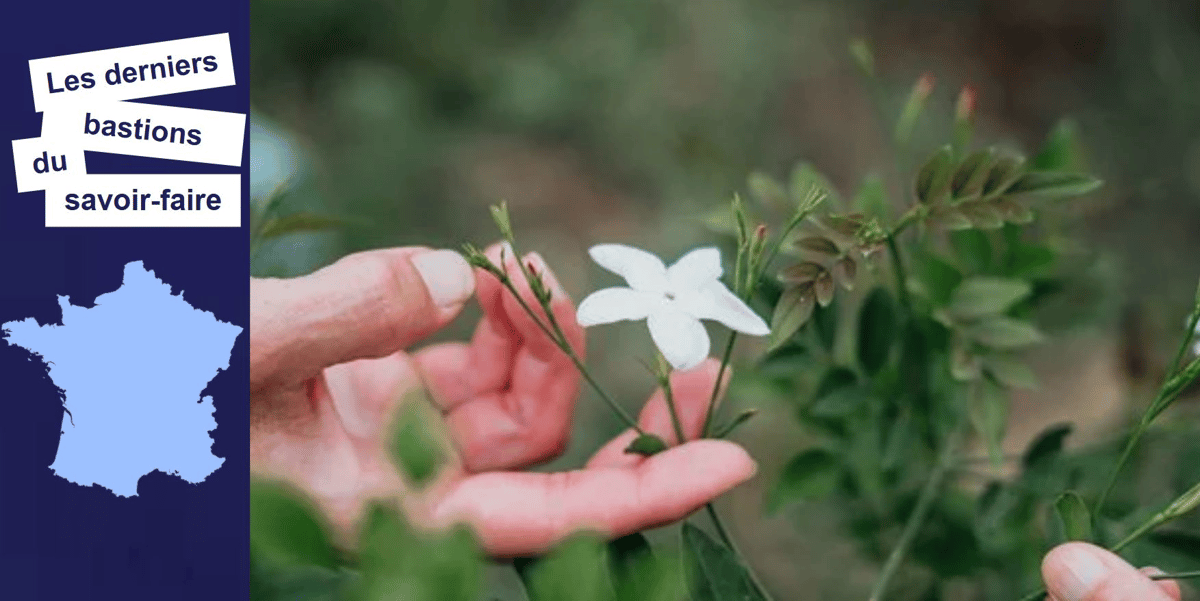 L'association Fleurs d'Exception du Pays de Grasse veut redonner vie à la filière et sortir de l'oubli ces fleurs mythiques.