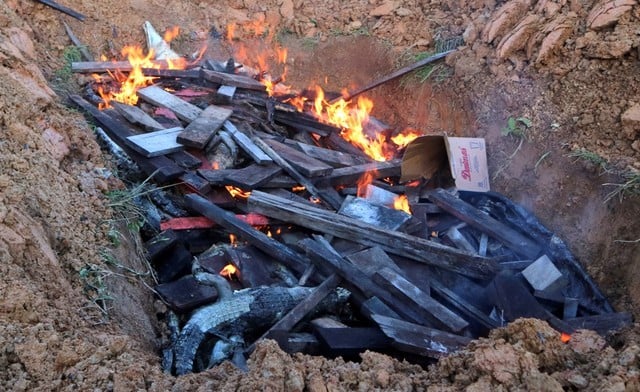 Indonesie: environ 300 carcasses de crocodiles incinerees