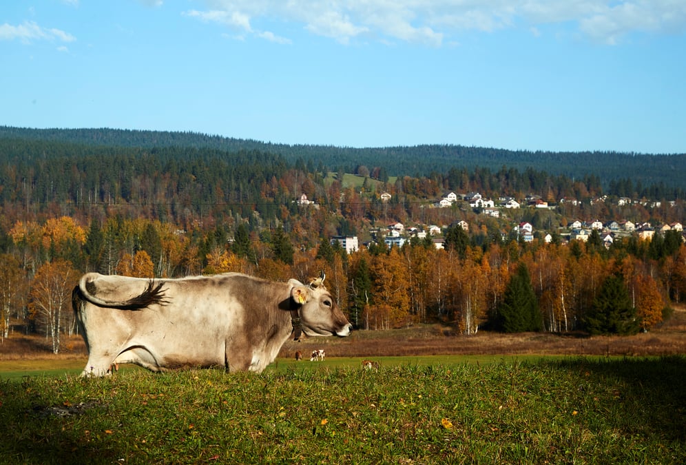 Un cas d'esb atypique detecte en suisse