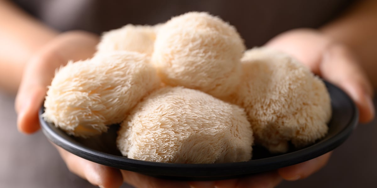 Les Cafés Bibal travaillent depuis plusieurs mois sur une nouvelle gamme de café enrichie aux extraits de Crinière de Lion, un champignon adaptogène utilisé dans la médecine chinoise ancestrale.
