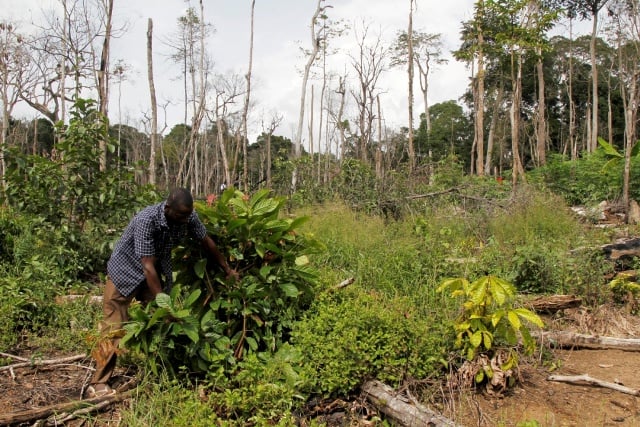 deforestation forêt Côte d'Ivoire Cacao