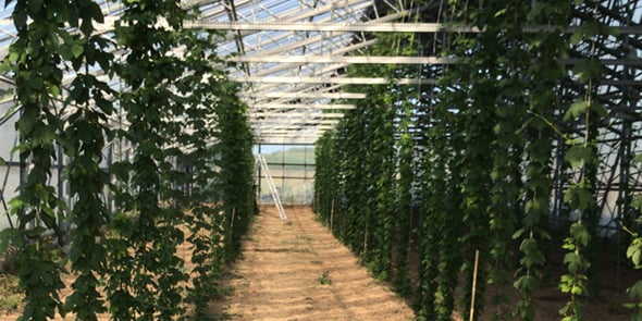Les 450 m2 de plantation de houblon sous serre exploités par la famille Fabre