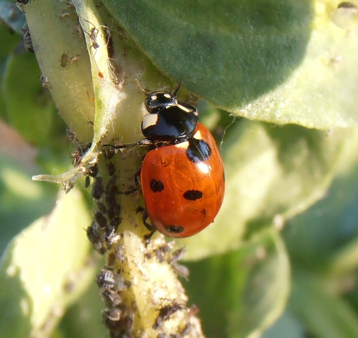 insectosphère