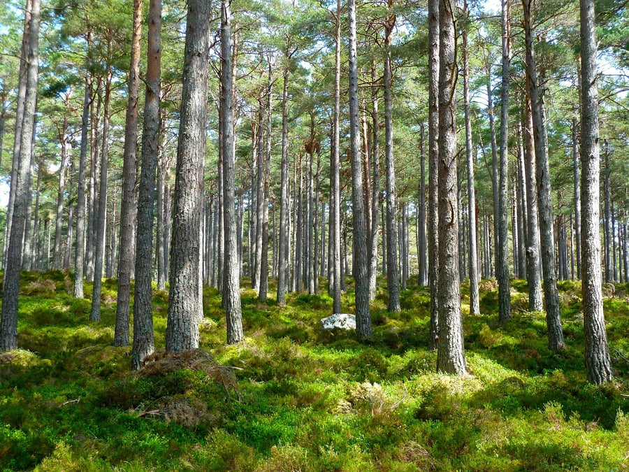 Forêt arbres
