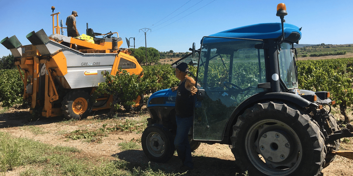 Vendanges en Languedoc