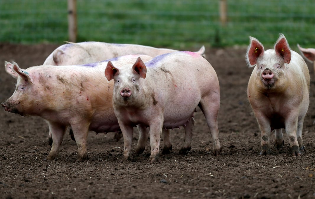 Grande-bretagne: les producteurs de porcs exhortent les distributeurs a acheter local